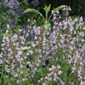 Шалфей лазоревый