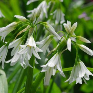 Лук трёхгранный