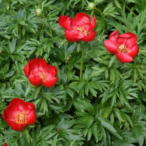 Пион иноземный