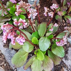 Бадан сердцелистный "New Hybrids"