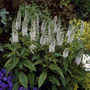 Вербейник клетровидный