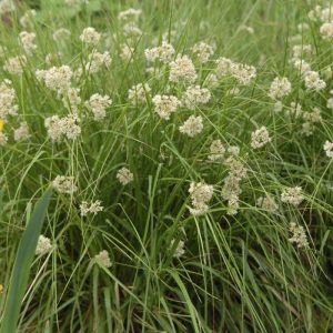 Ожика предгорная