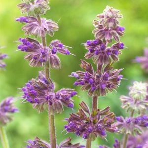 Шалфей вертикальный