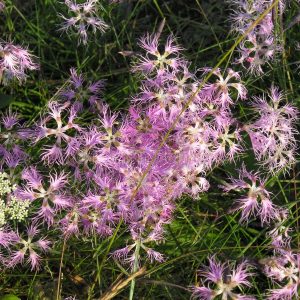 Гвоздика пышная "Primadonna"