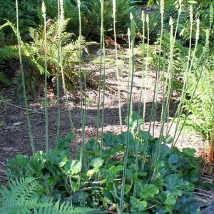 Гейхера цилиндрическая