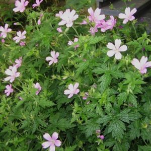 Герань Эндресса