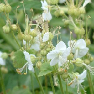 Герань крупнокорневищная "White Ness"