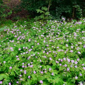 Герань узловатая