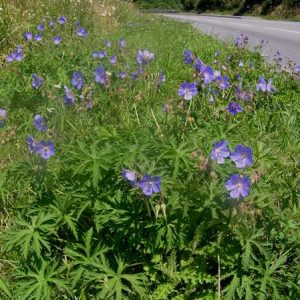 Герань луговая