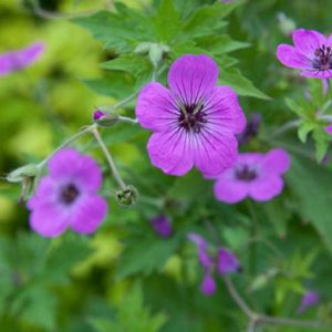 Герань мелкотычинковая