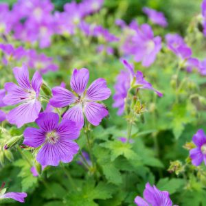 Герань лесная