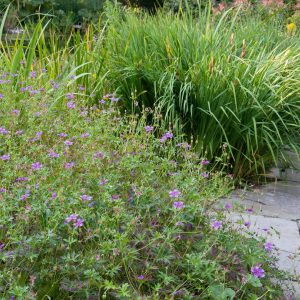 Герань иезская