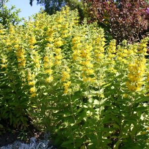 Вербейник точечный