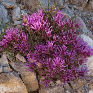 Тимьян длинноцветковый