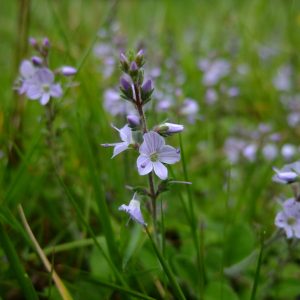 Вероника лекарственная