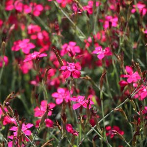 Гвоздика травянка "Brilliant"