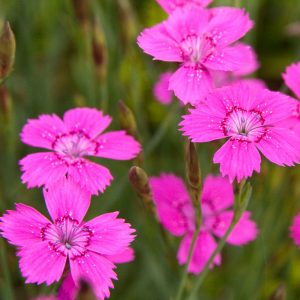 Гвоздика травянка "Roseus"