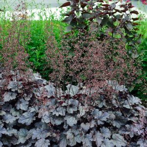 Гейхера мелкоцветковая