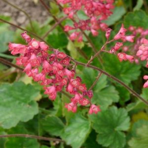 Гейхера кроваво-красная "Bressingham Hybrids"