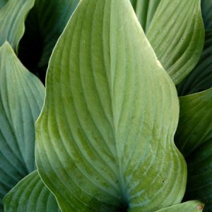 Хоста чернеющая