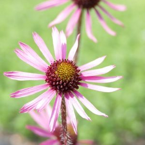 Эхинацея тенесийская "Rocky Top"