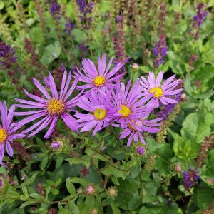 Астра ромашковая "Rudolf Goethe"