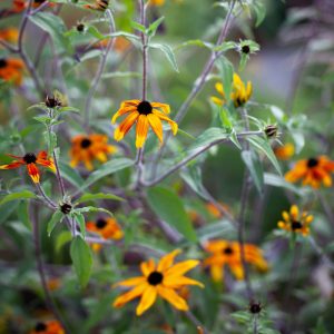 Рудбекия трехлопастная "Prairie Glow"