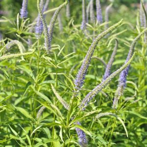 Вероникаструм виргинский f. caeruleum