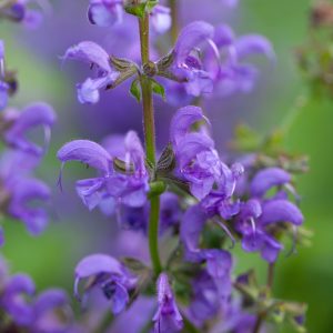 Шалфей луговой Ballet-Series "Meadow Ballet Blend"