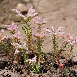 Очиток хорошенький