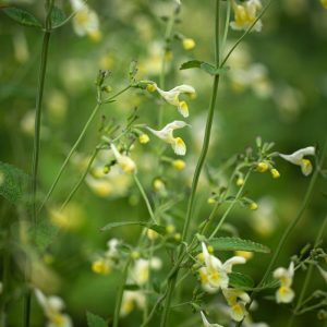 Котовник Гованиана