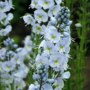 Вероника горечавковая