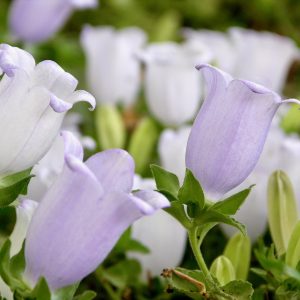 Колокольчик средний "Blue single"