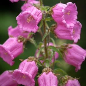 Колокольчик средний "Rosepink single"