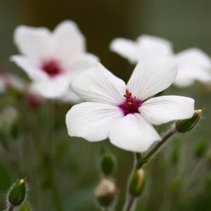 Герань мадейрская "Guernsey White"