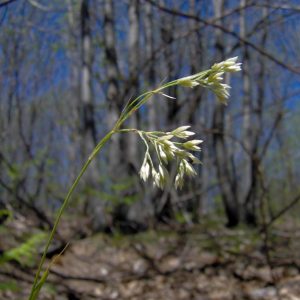 Ожика предгорная