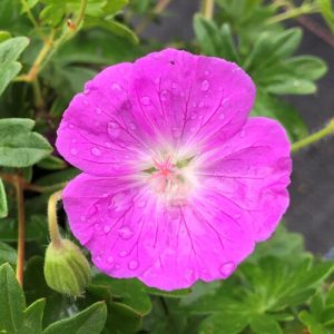 Герань кроваво-красная