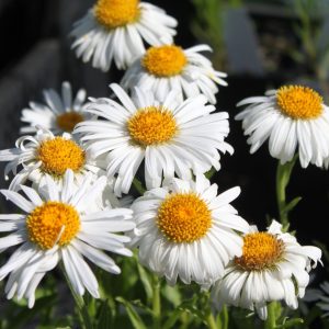 Астра альпийская "Albus"