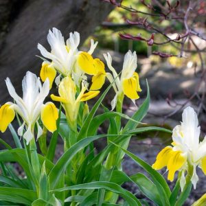 Ирис бухарский