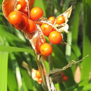 Ирис вонючий "Fructo-Lutea"