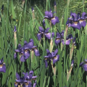Ирис сибирский "wild form"