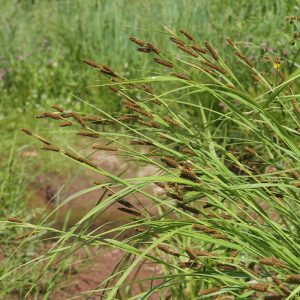 Осока шортиана