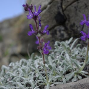 Шалфей седеющий