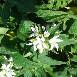 Колокольчик скученый "Bellefleur White"(R)"