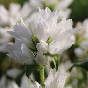 Колокольчик скученый "Bellefleur White"(R)"