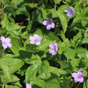 Герань узловатая