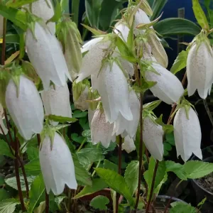 Колокольчик Такесима "Flore Pleno Mix"