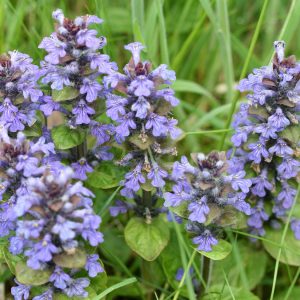 Живучка ползучая