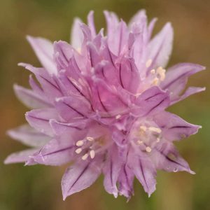 Лук скорода "Polyvert"