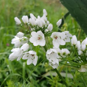 Лук неаполитанский